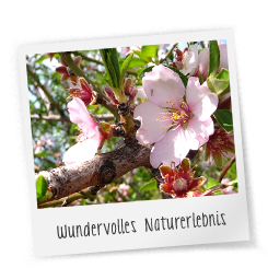 naturerlebnis-la-palma-kanaren-mandelblüte